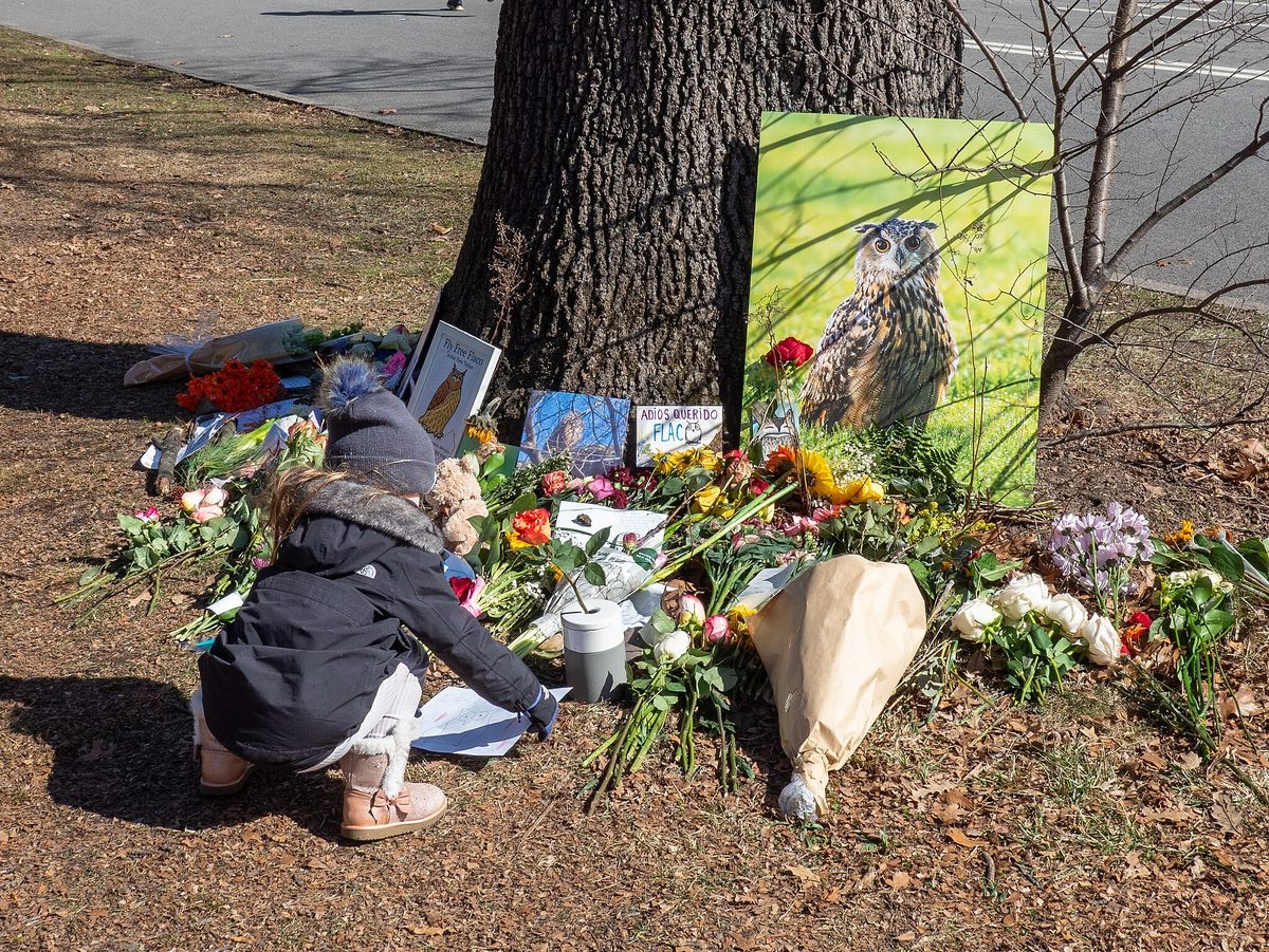 En Central Park creció un monumento improvisado para homenajear al amado fugitivo del zoológico, Flaco, un búho real euroasiático. 