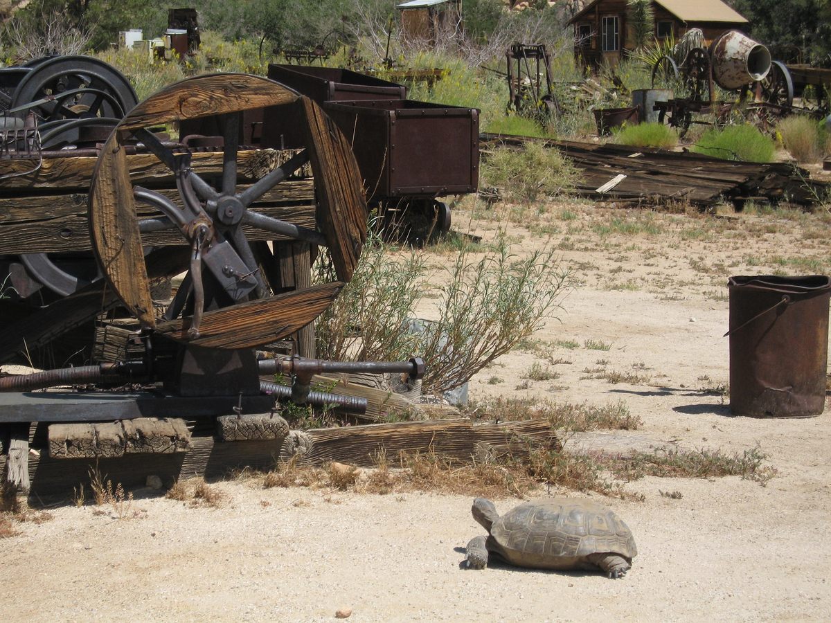 Una tortuga del desierto examina viejos equipos de minería en Keys Ranch en el Parque Nacional Joshua Tree. 