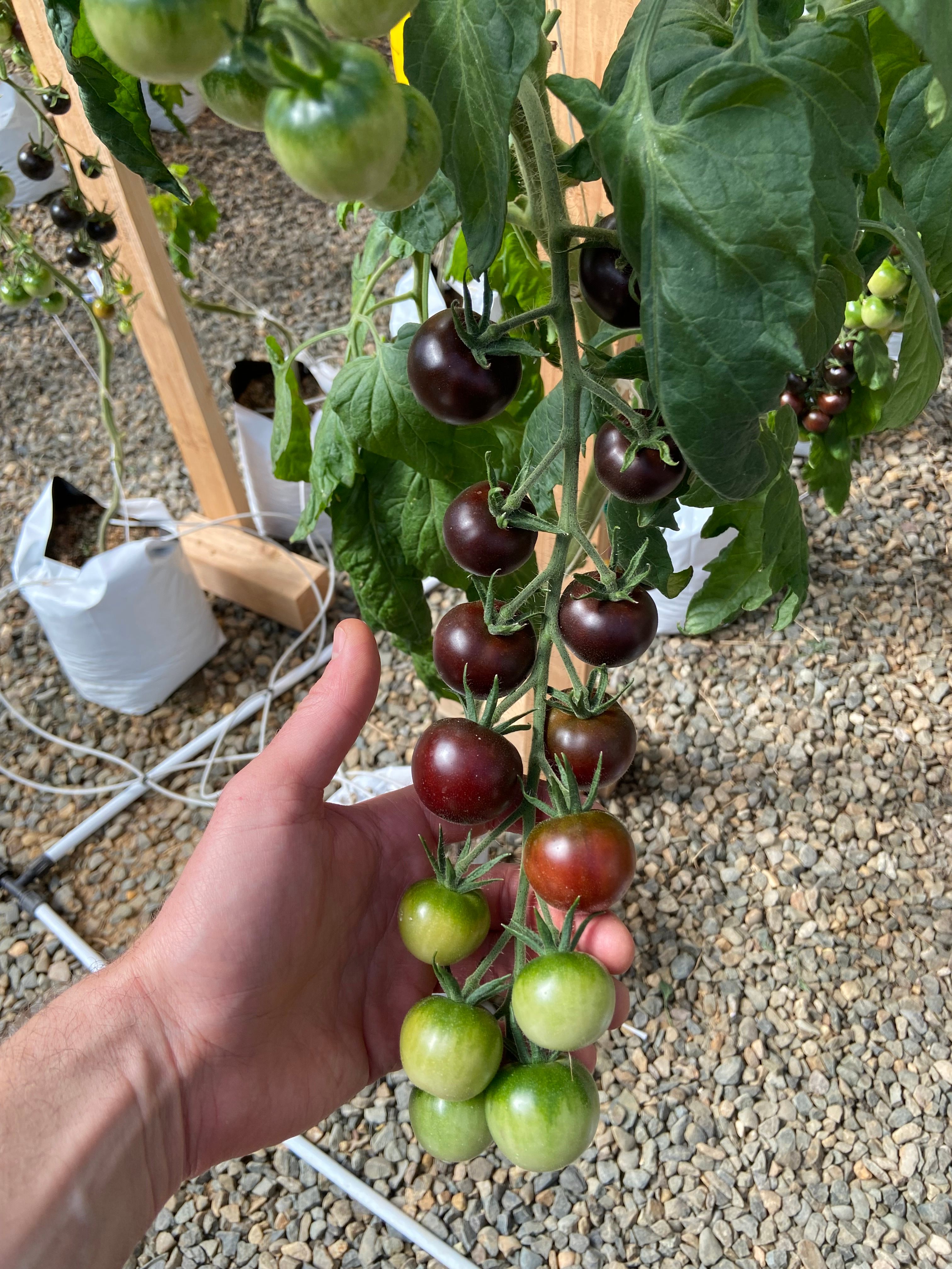 Los tomates morados maduran en la vid.