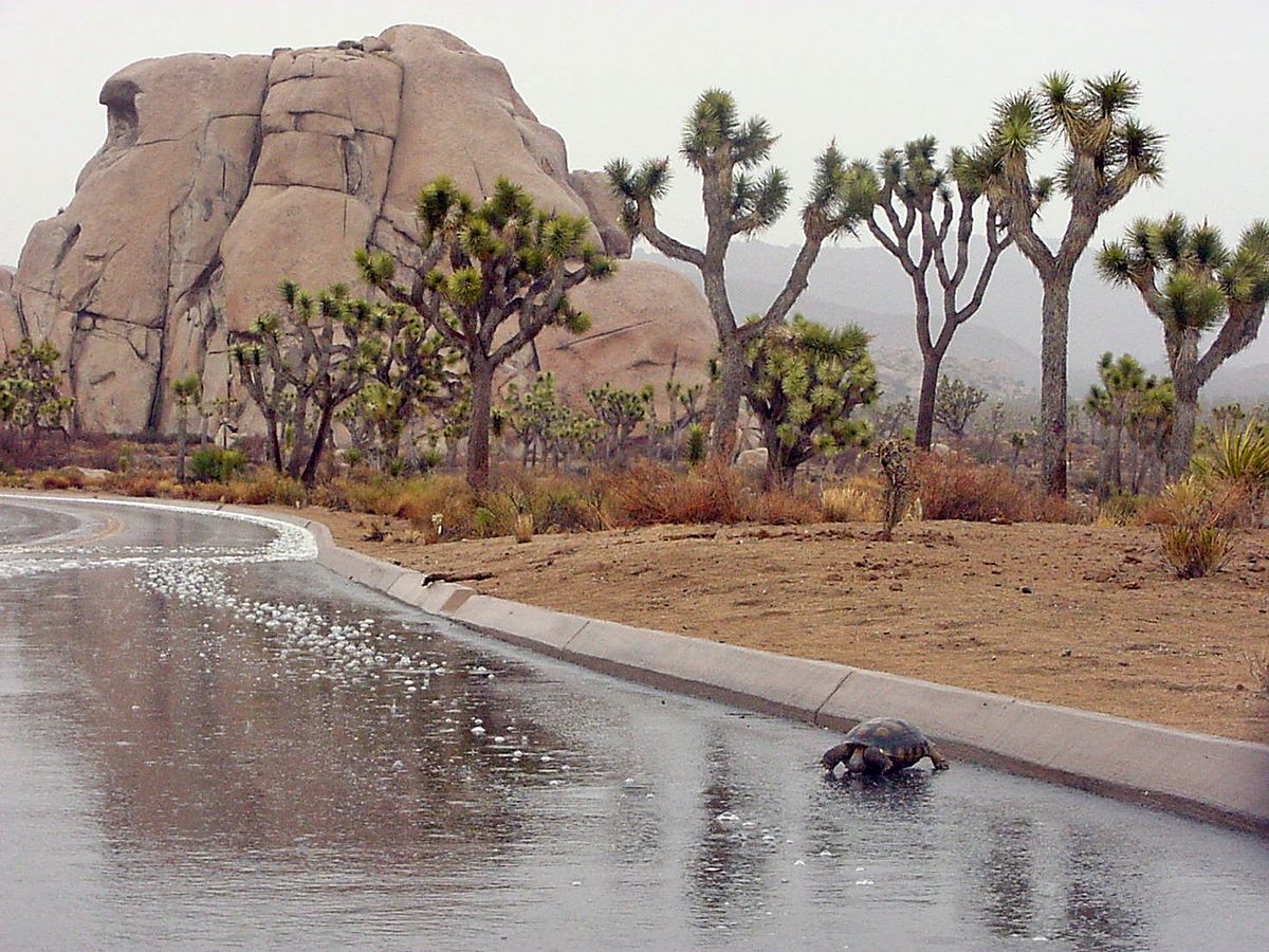 Una tortuga del desierto bebe de un charco al borde de la carretera en el Parque Nacional Joshua Tree. 