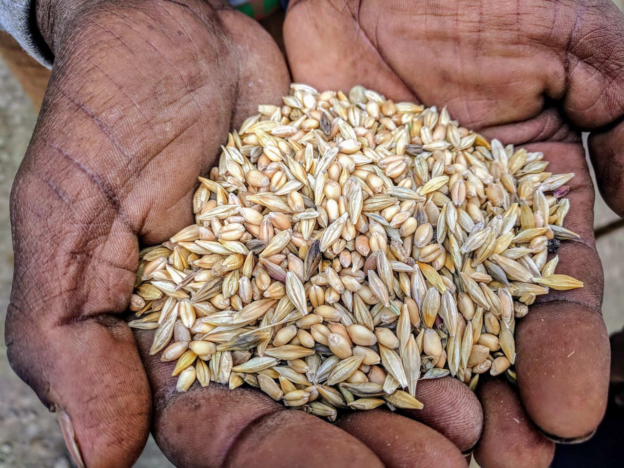 Un agricultor de Etiopía sostiene un puñado de maslin, una mezcla de cereales que incluye diferentes variedades de trigo y cebada que se cultivan juntos. 