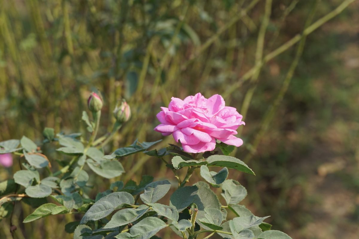 Mahansar Heritage Liquors produce su licor de rosas, Shahi Gulab, con rosas de Pushkar que se arrancan por la mañana y se transportan frescas a Mahansar para su destilación por la noche.