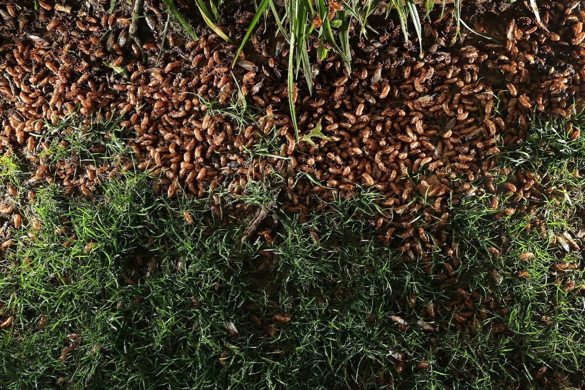 Un montón de cigarras periódicas muertas y moribundas y sus caparazones de ninfa desechados se acumulan en la base de un árbol en Maryland, durante la aparición de Brood X en 2021.