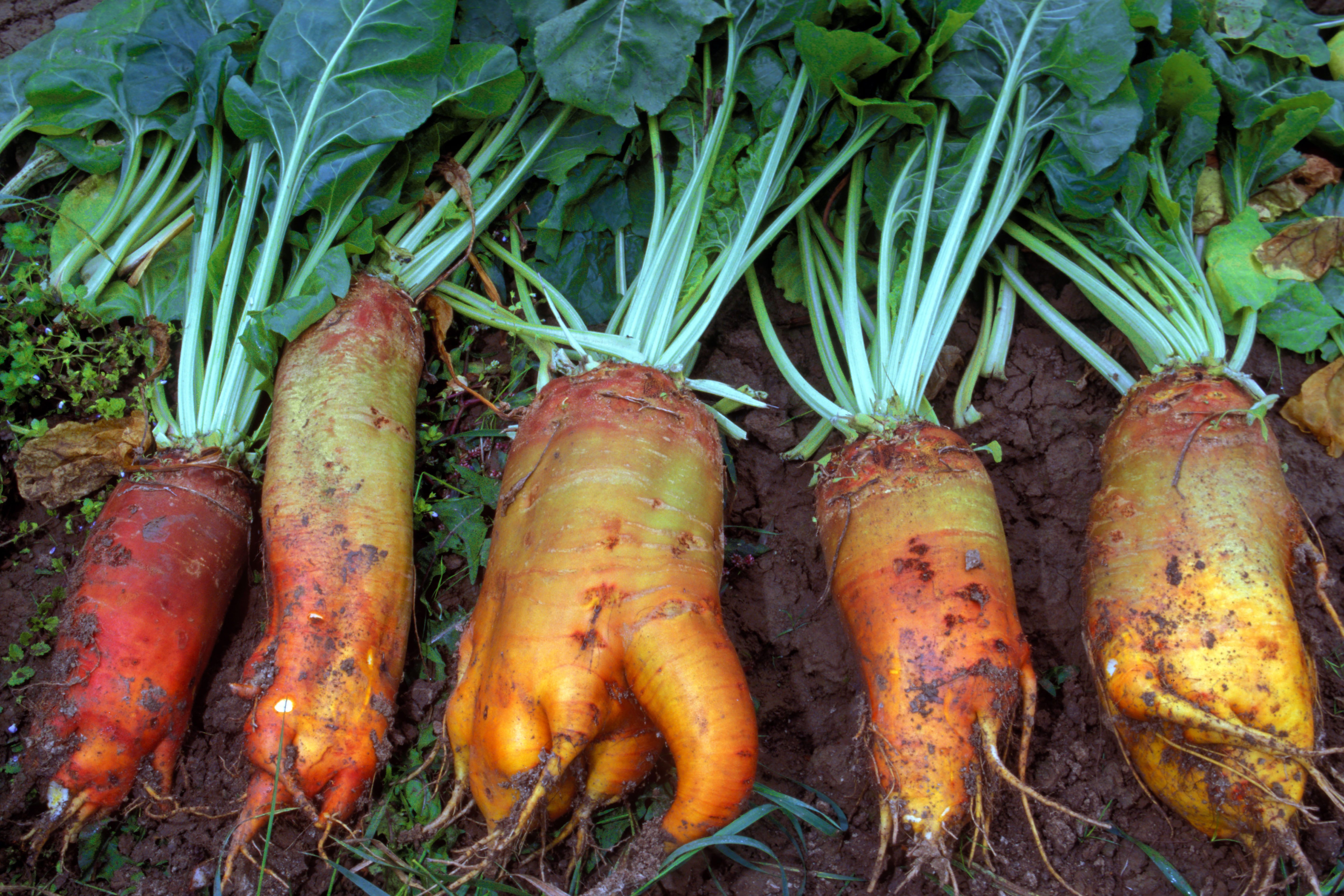 También se puede plantar remolacha Mangelwurzel, la remolacha azucarera original.