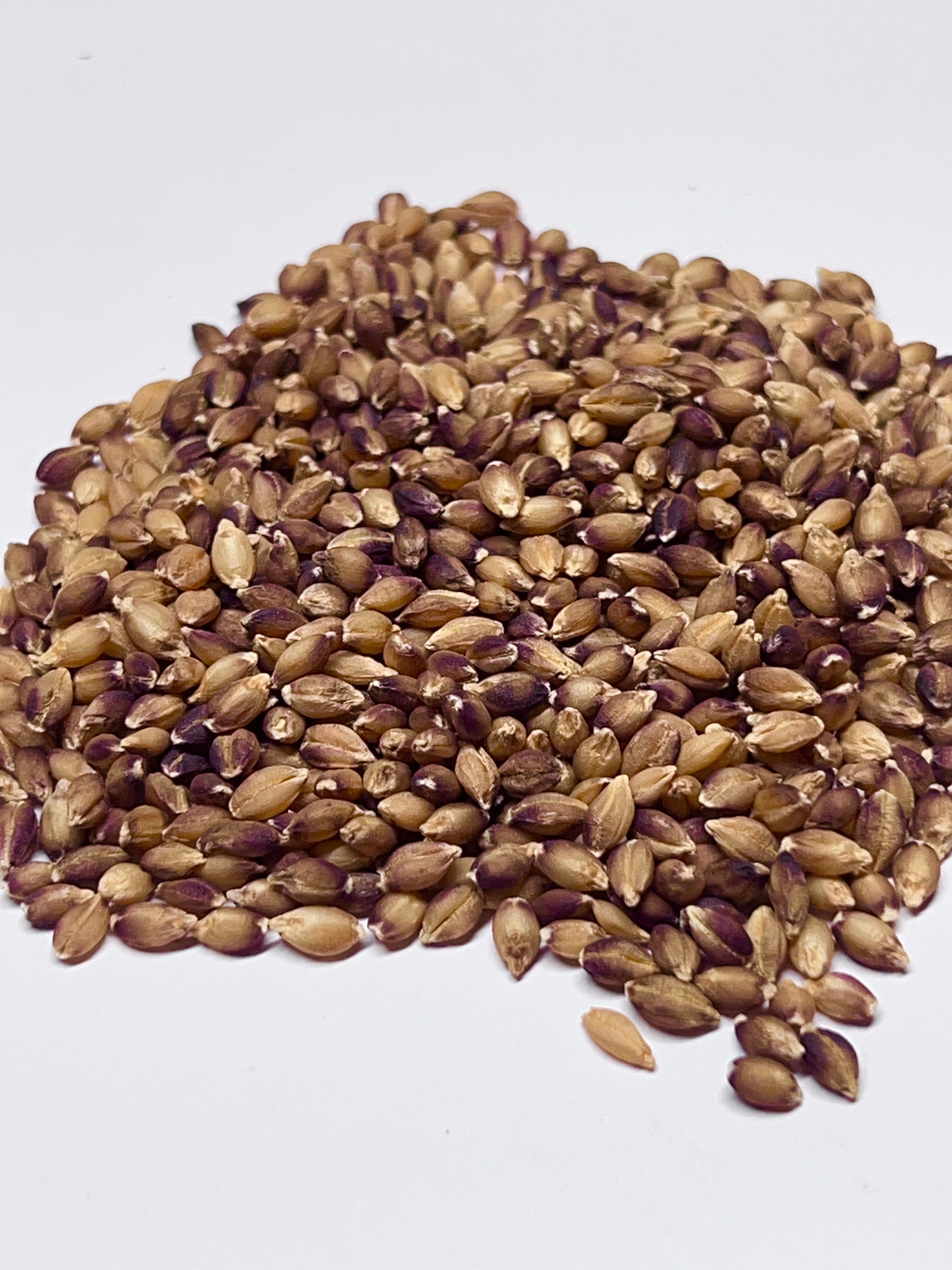 Originaria del Himalaya, Purple Karma Barley permaneció inactiva en una bóveda de semillas desde 1924, hasta que OSU la revivió.