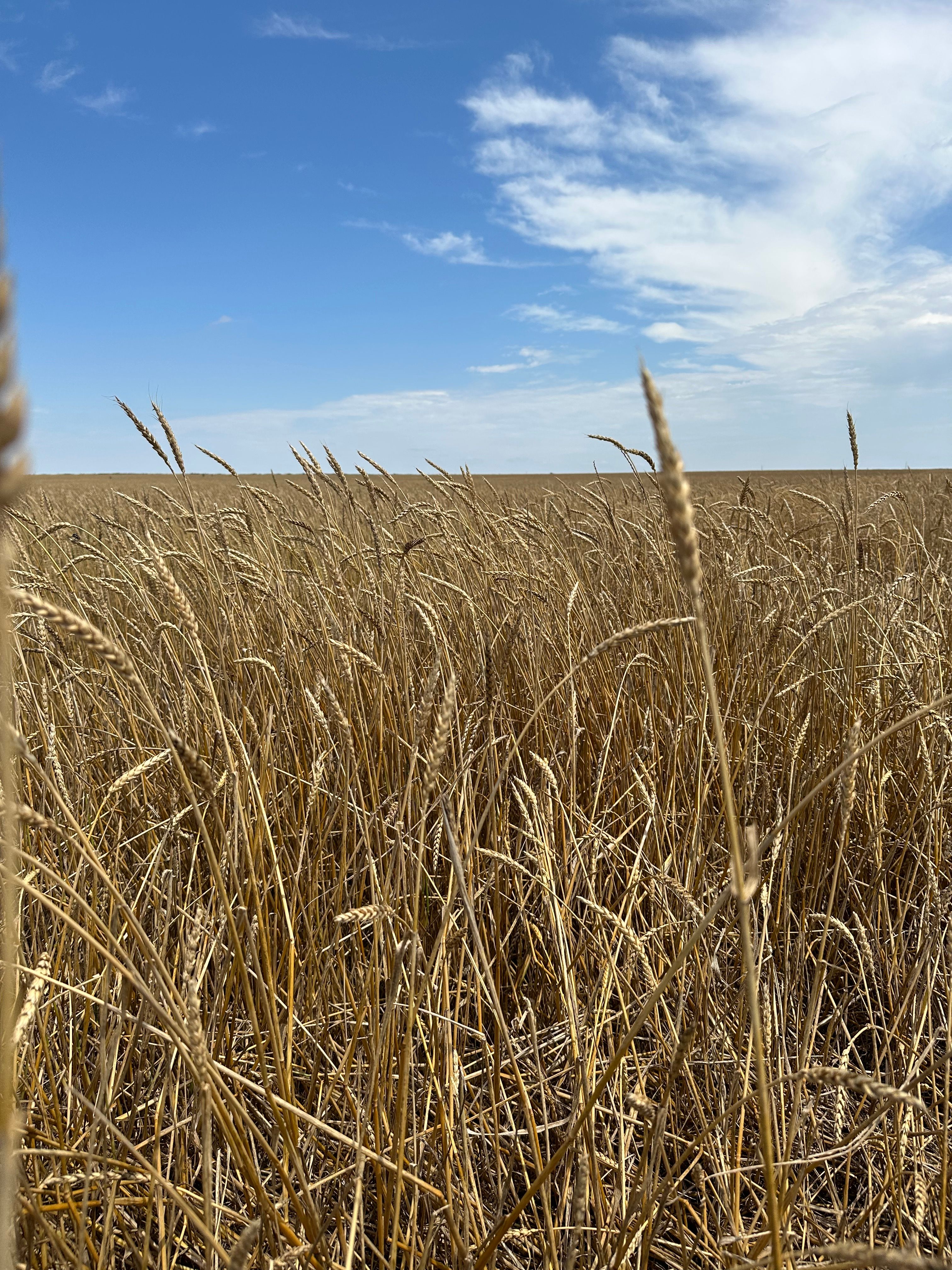 Un campo de trigo Red Fife.