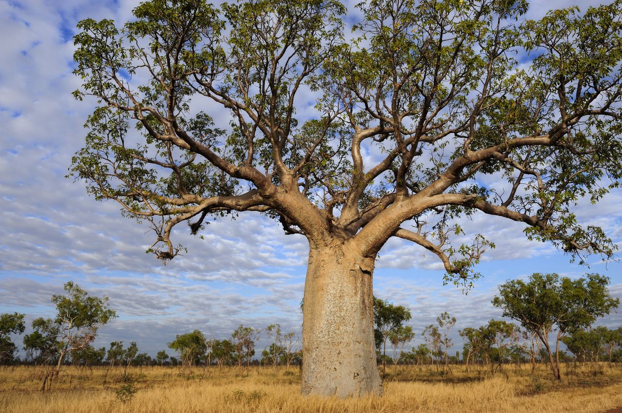 A lo largo de los años, se han documentado dendroglifos (motivos e imágenes tallados en la corteza de los árboles) en 22 árboles boab en el desierto de Tanami, en el oeste de Australia. 