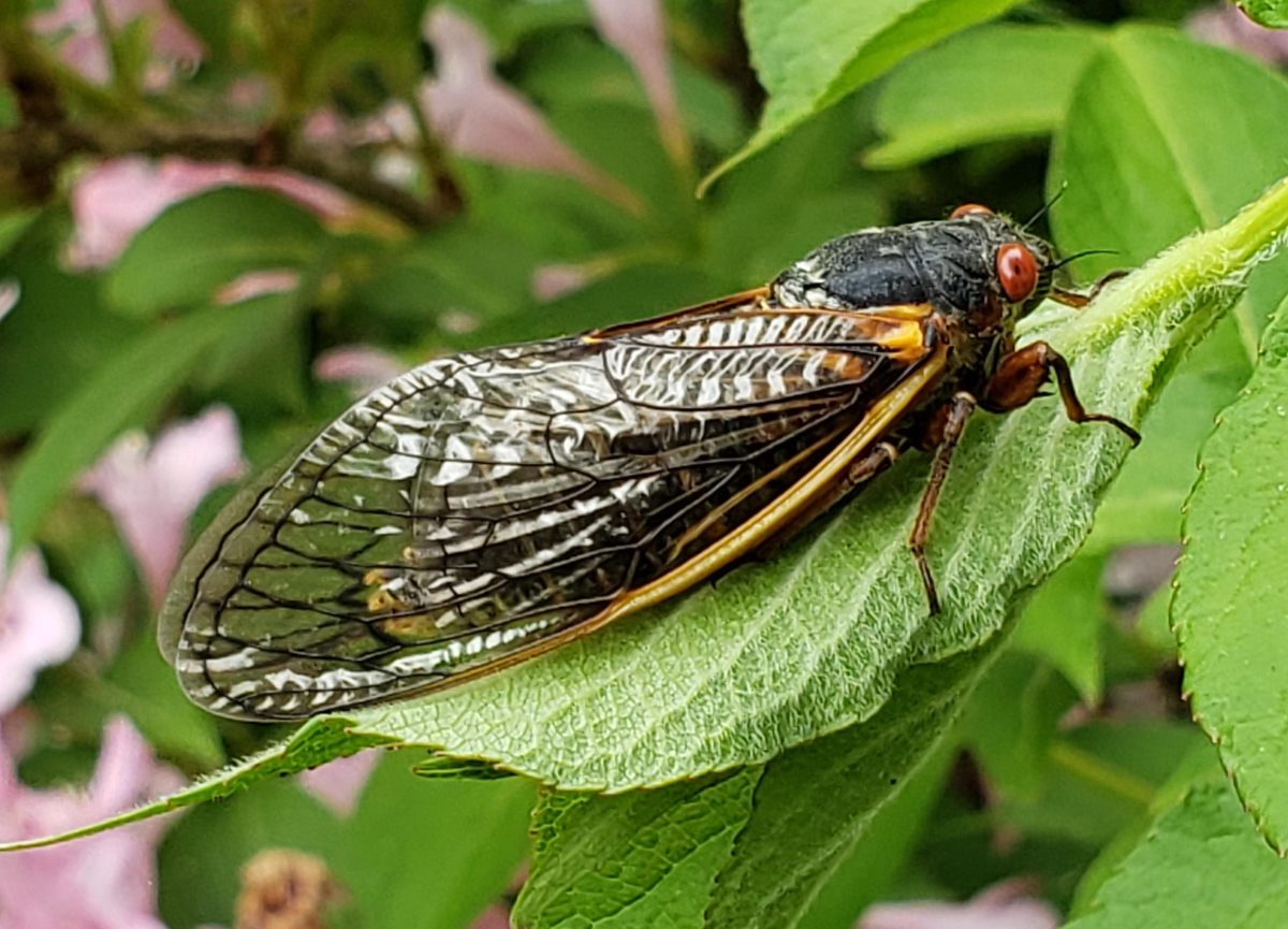 Una cigarra adulta de Brood X.