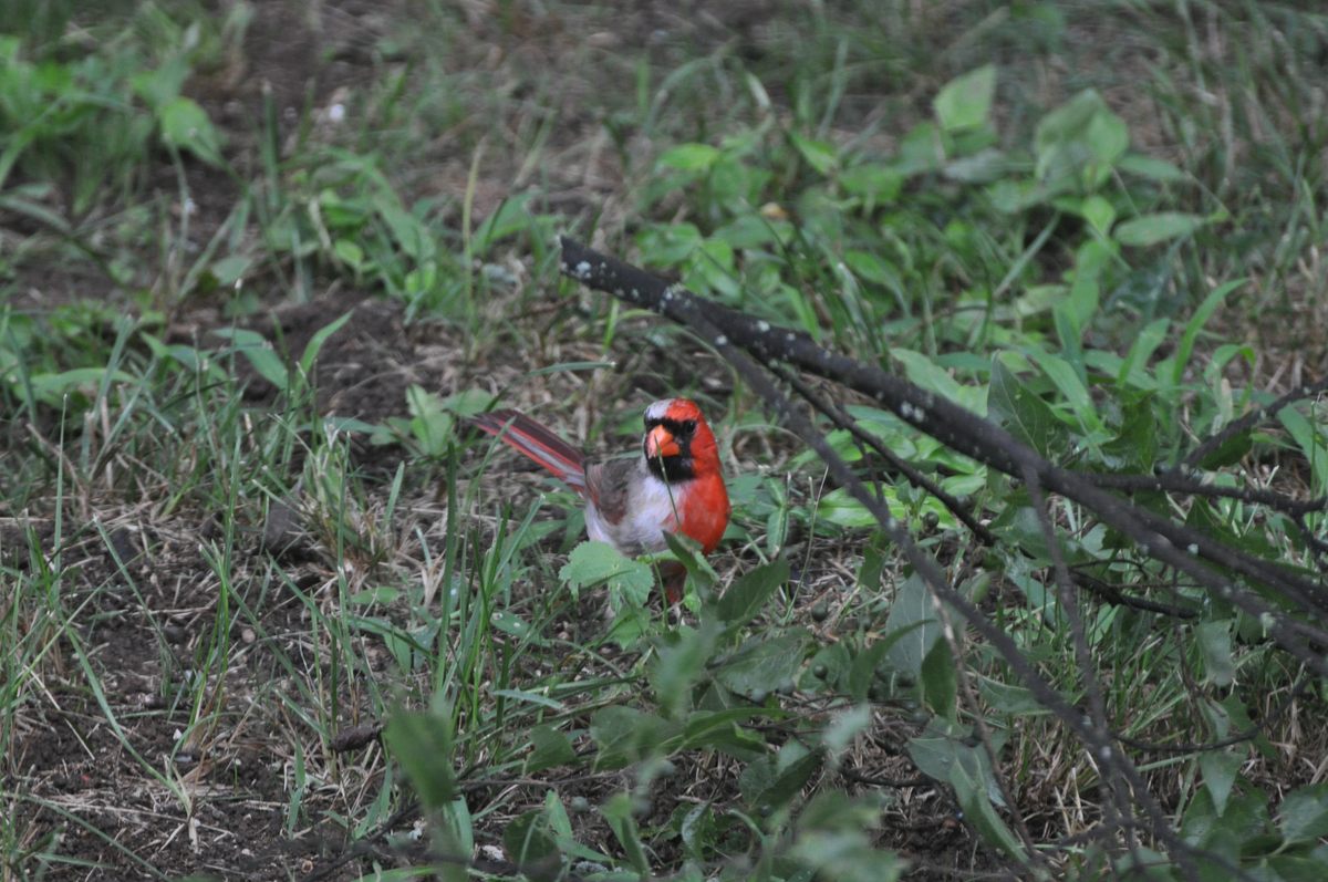 Este cardenal ginandromorfo fue visto en un patio trasero en Hermitage, Tennessee.