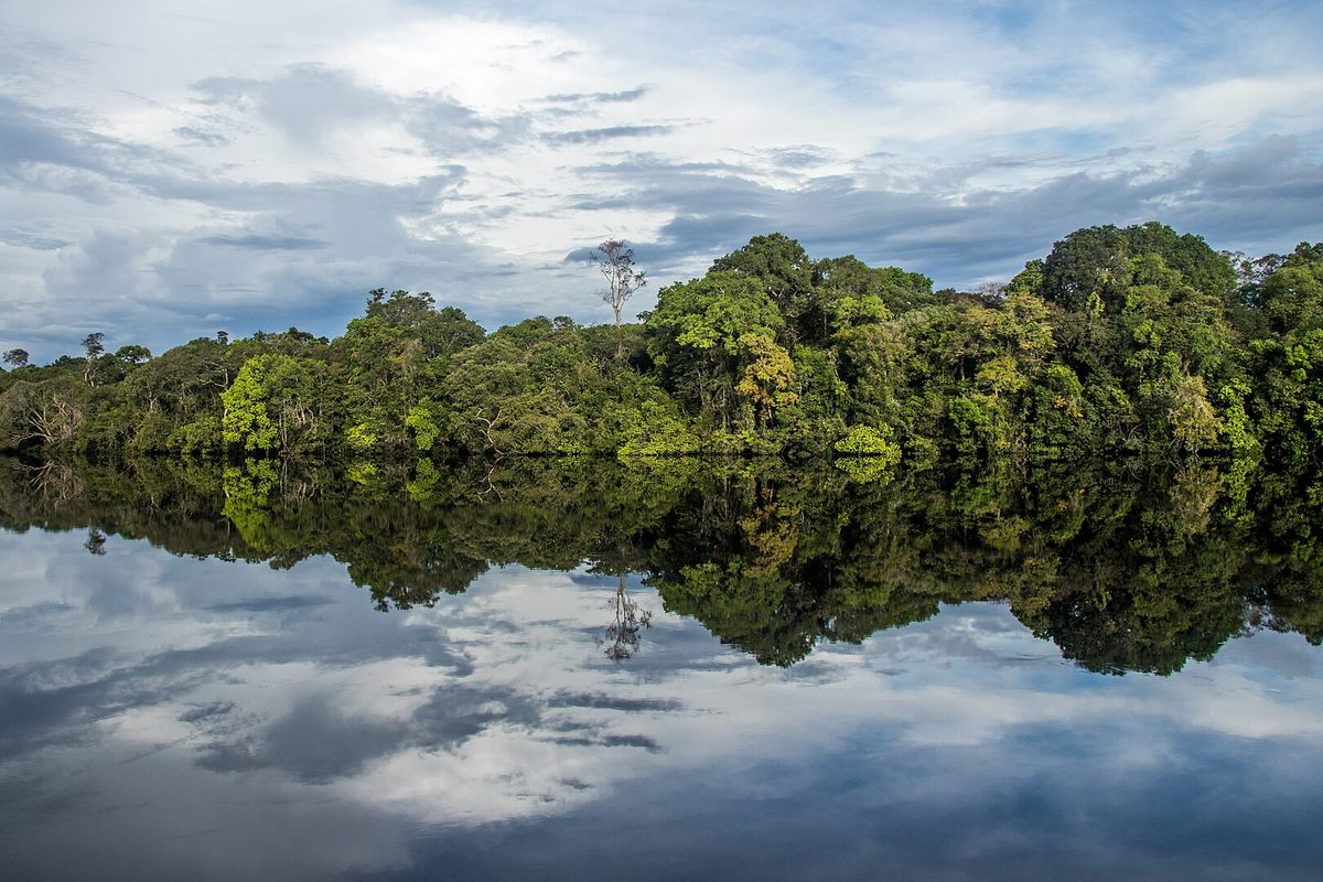 El Parque Nacional Jaú, un parque nacional de casi seis millones de acres en el noroeste de Brasil, todavía guarda muchos secretos, incluidas especies aún por descubrir. 