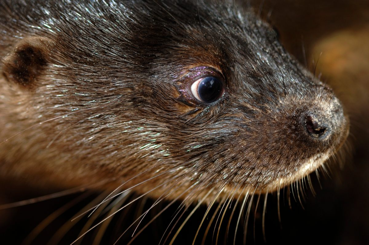 Una nutria de nariz peluda, una de las 700 especies identificadas durante un estudio innovador de partes de los bosques de manglares de Camboya.