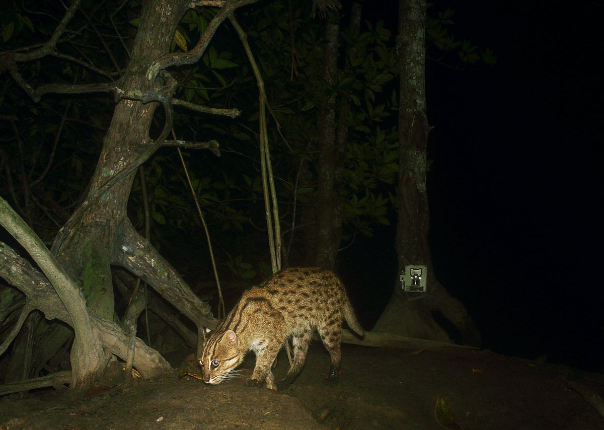 Un gato pescador en el santuario de vida silvestre Peam Krasop.