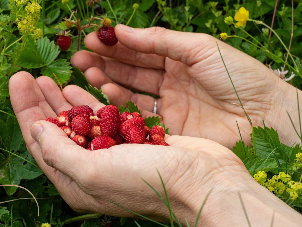 Las fresas silvestres suelen ser muy pequeñas.