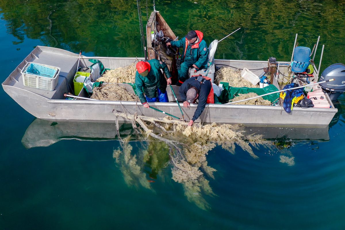 Los miembros de la Primera Nación Kitasoo Xai'xais recolectan huevas de arenque depositadas en ramas en la Bahía de Kitasu, el sitio del Área Marina Protegida Gitdisdzu Lugyeks del país.