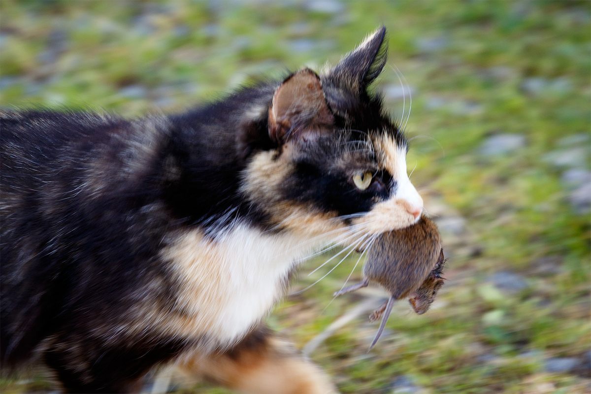 El juego del gato y el ratón es antiguo.