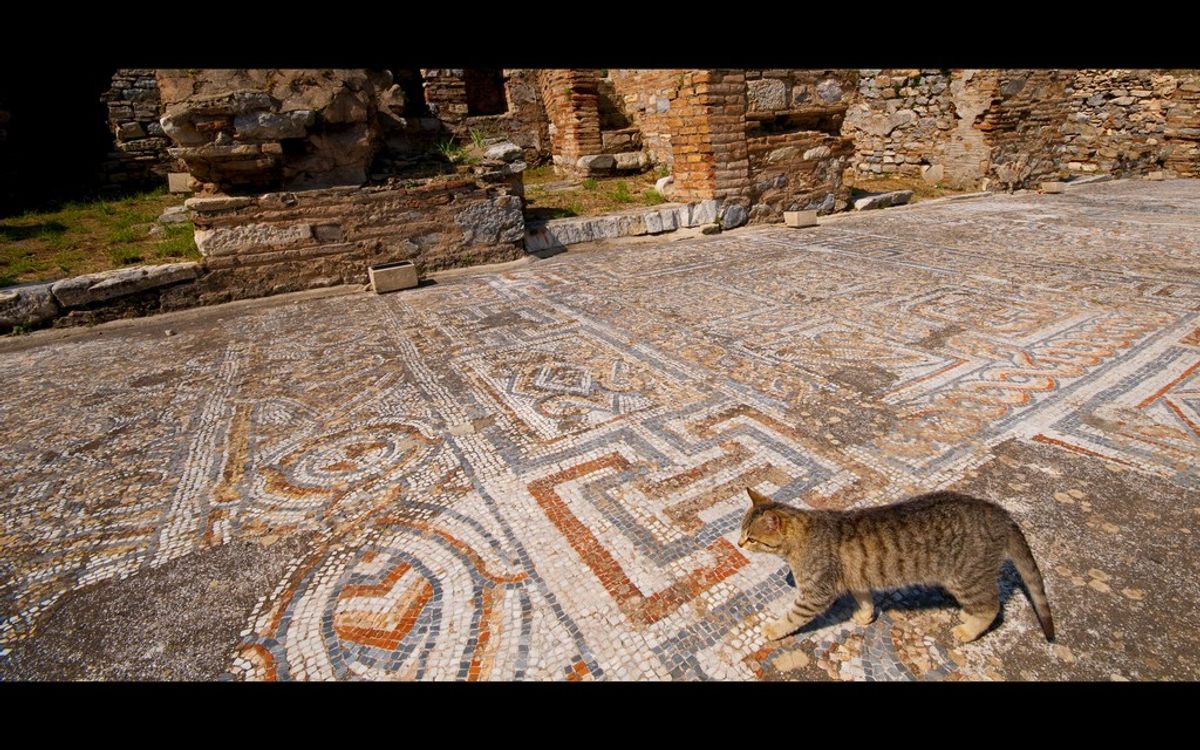 Los antiguos griegos y romanos tenían gatos, pero llegaron a Europa mucho antes.