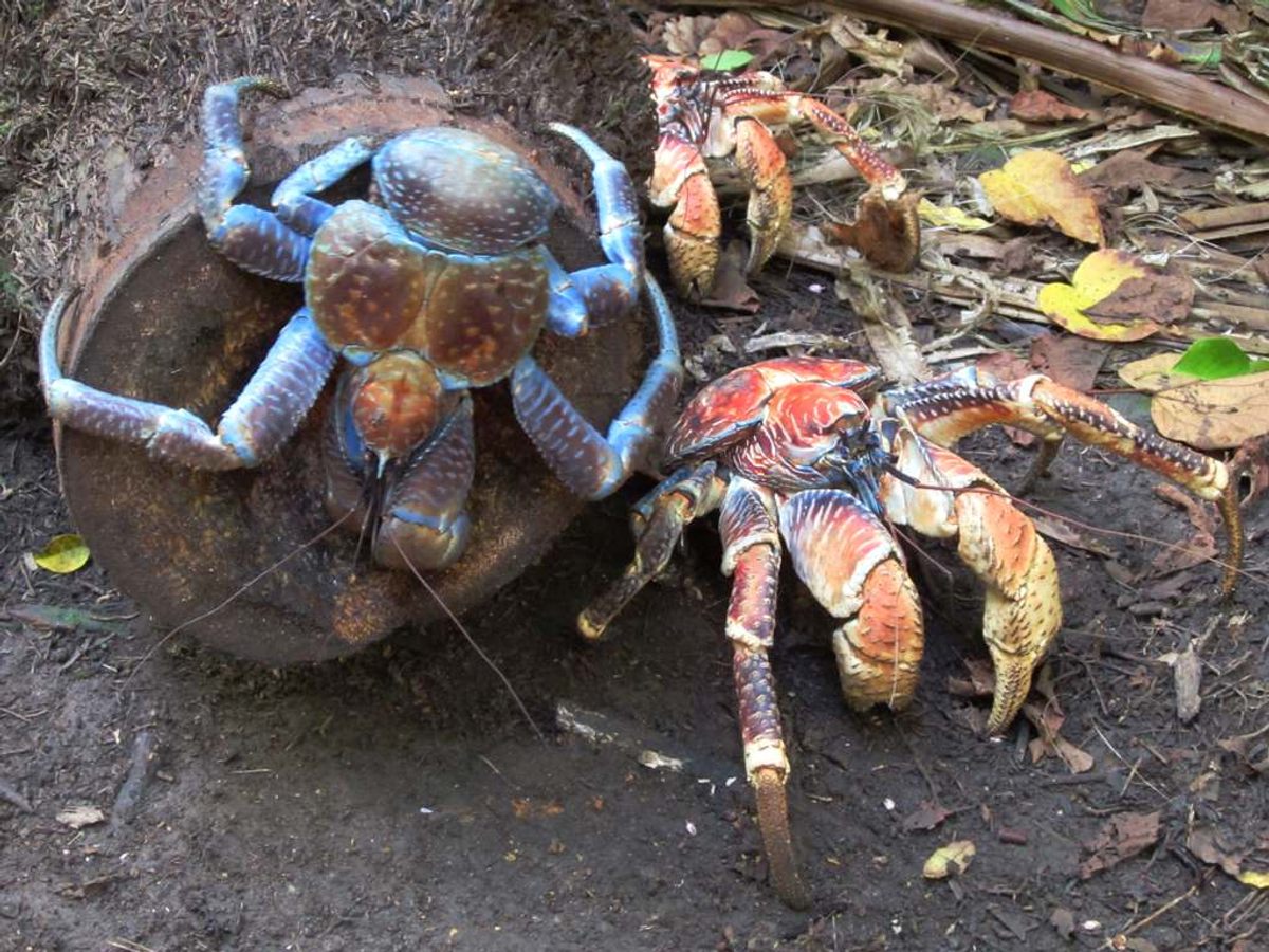 Es común ver cangrejos a lo largo de los senderos del Parque Nacional Isla de Navidad en Australia.