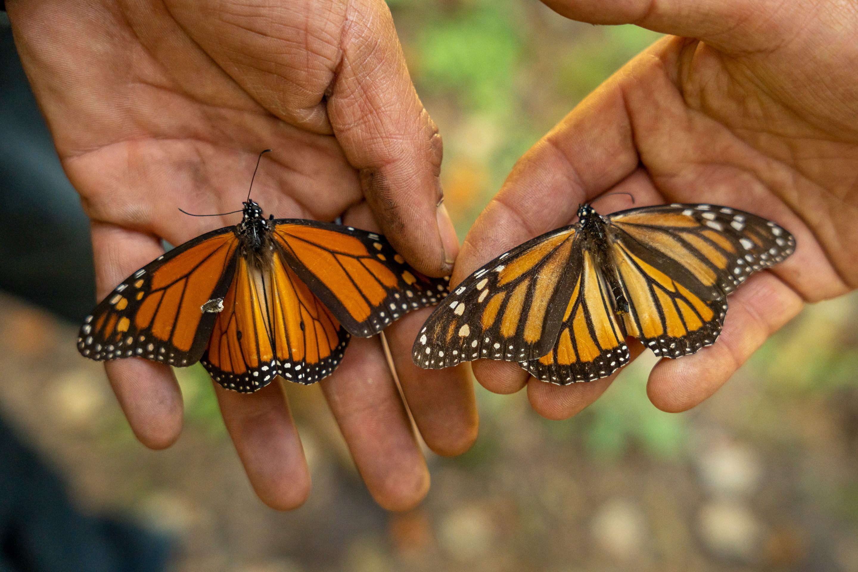 Ubicada en lo alto de las montañas de México, una comunidad trabaja para proteger a los cientos de miles de mariposas monarca en peligro de extinción que vienen a hibernar allí.