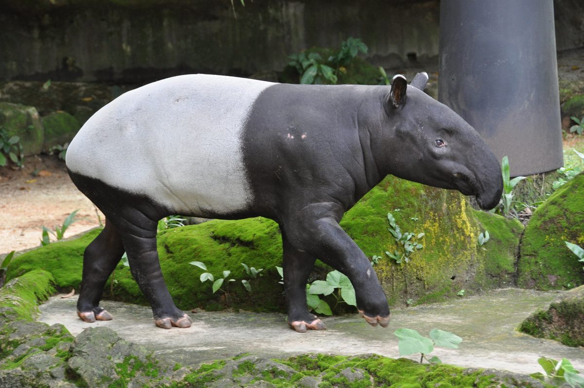 Algunos dicen que el capelobo se parece a un tapir humanoide. 