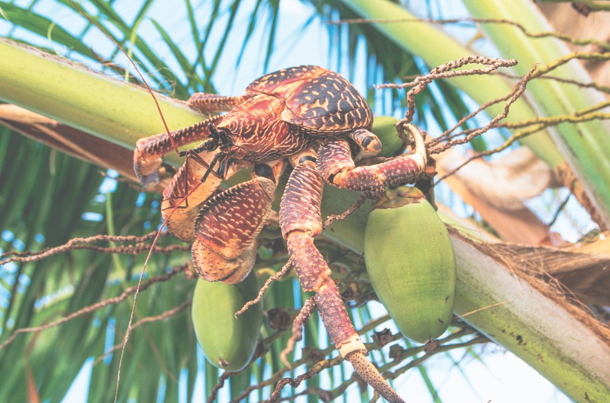 Los cangrejos de los cocoteros también son conocidos como cangrejos ladrones debido a sus prácticas criminales.