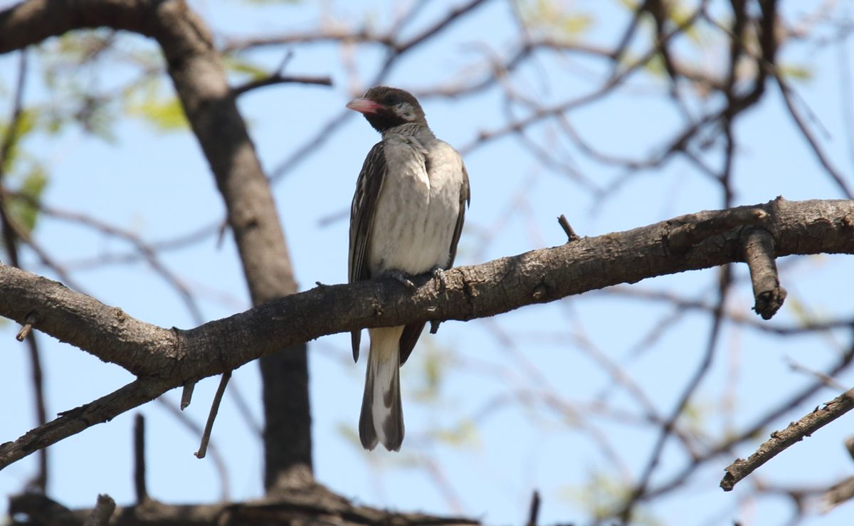 Un guía de miel macho se posa en Tanzania, aunque las aves se pueden encontrar en gran parte del África subsahariana.