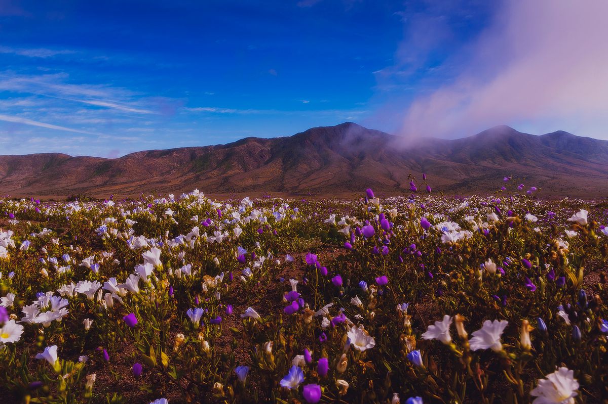 Garra de león blooms in the Llanos de Challe, one parts of the Atacama Desert near Copiapó.