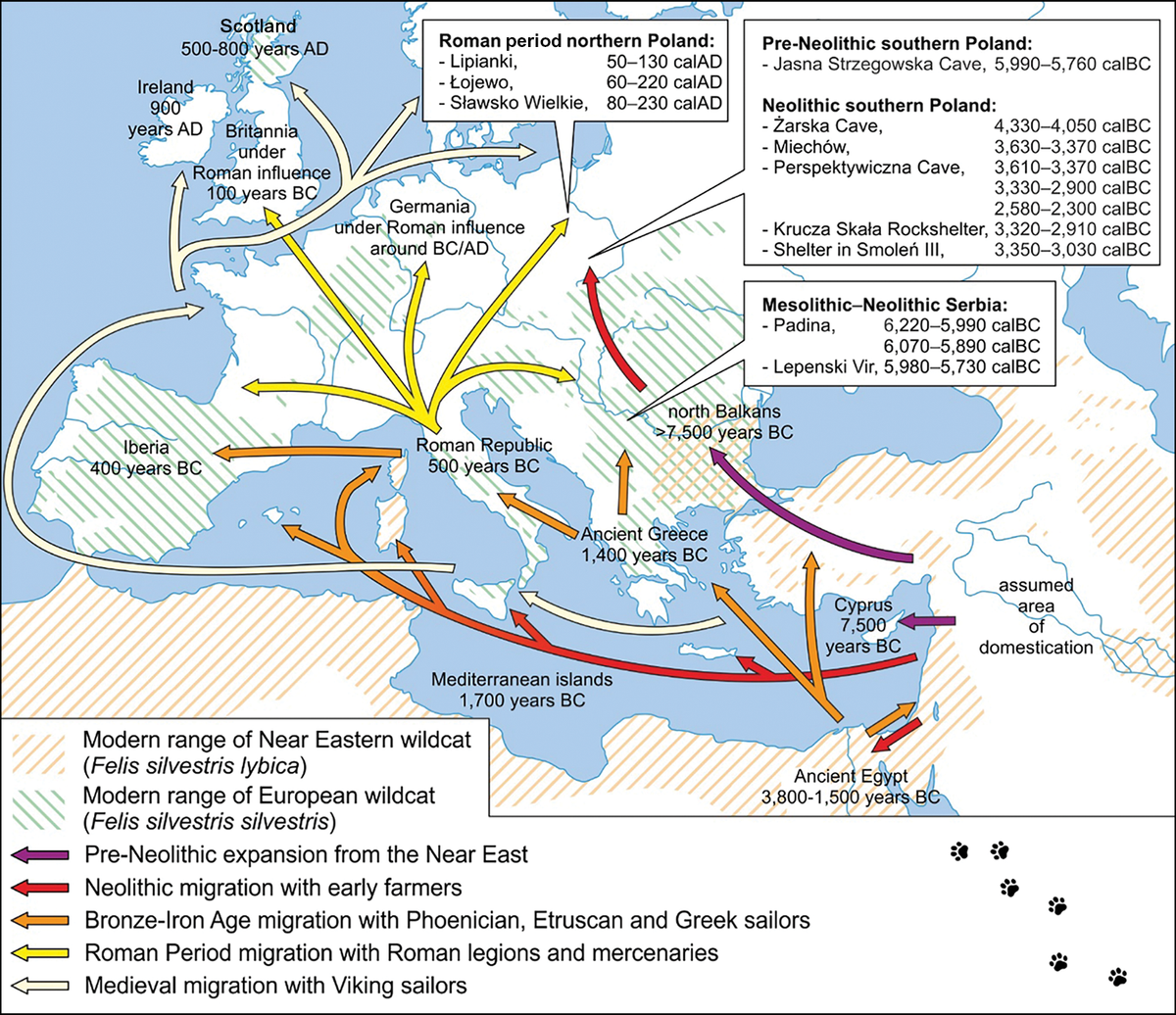 Rutas simplificadas para la expansión temprana de Felis silvestris lybica por Europa.