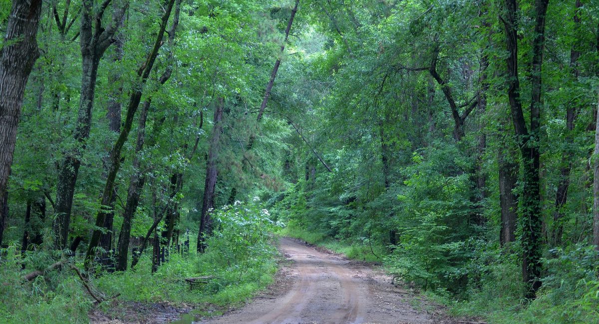 Se dice que el gato wampus acecha en los bosques del sur de Estados Unidos. 