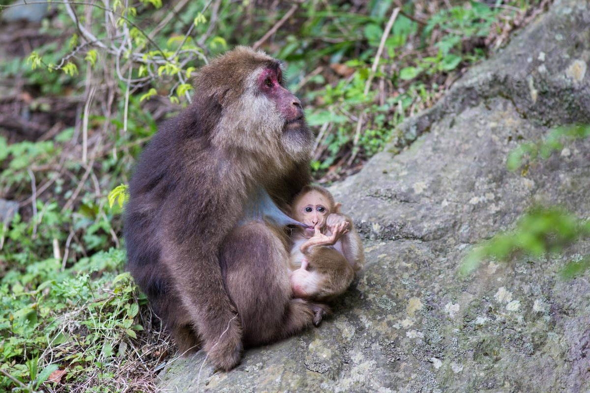 Una hembra de macaco tibetano amamanta a un bebé. 