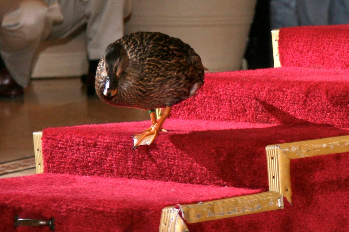 Uno de los patos mimados del Peabody desciende las escaleras alfombradas de rojo desde la fuente del vestíbulo.