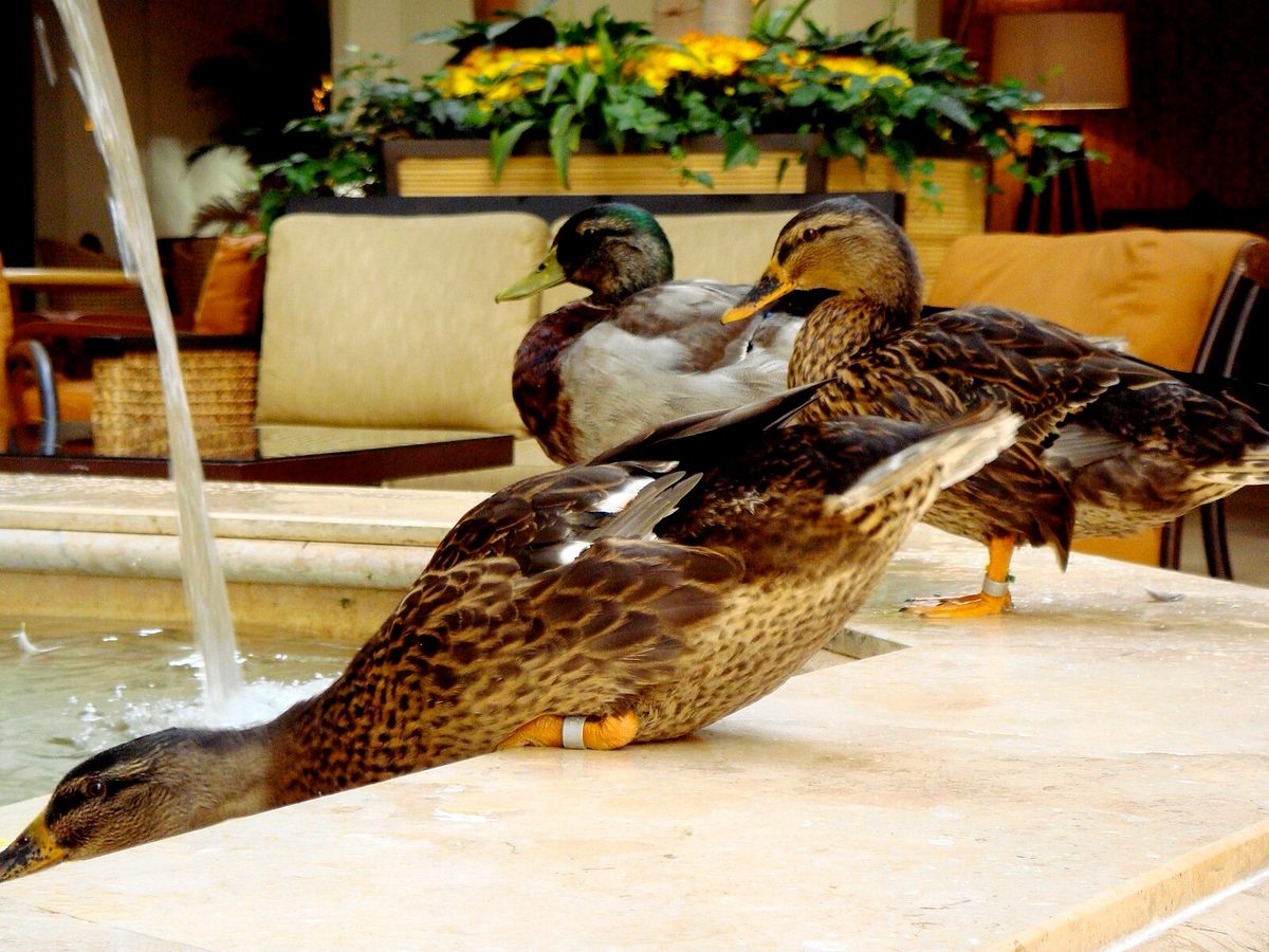 Los patos Peabody se preparan para chapotear en la fuente del vestíbulo del hotel.