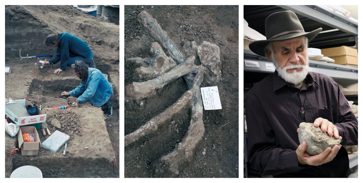 Paleontólogos excavando el sitio en abril de 1993; costillas y vértebras de mastodonte intactas e in situ; Richard Cerutti, fotografiado en 2017, sosteniendo una de las posibles herramientas de piedra encontradas en el sitio.