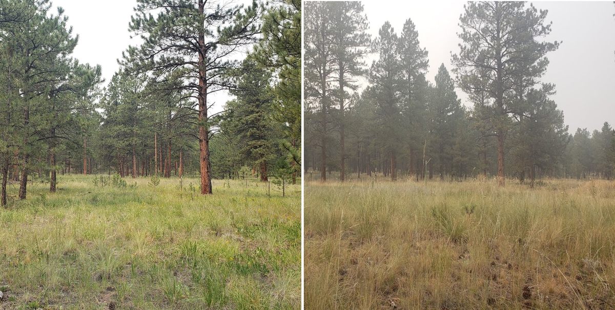 Un día claro en el sitio de pruebas de Colorado, a la izquierda, comparado con el día lleno de humo cuando los árboles respondieron a la mala calidad del aire, a la derecha.