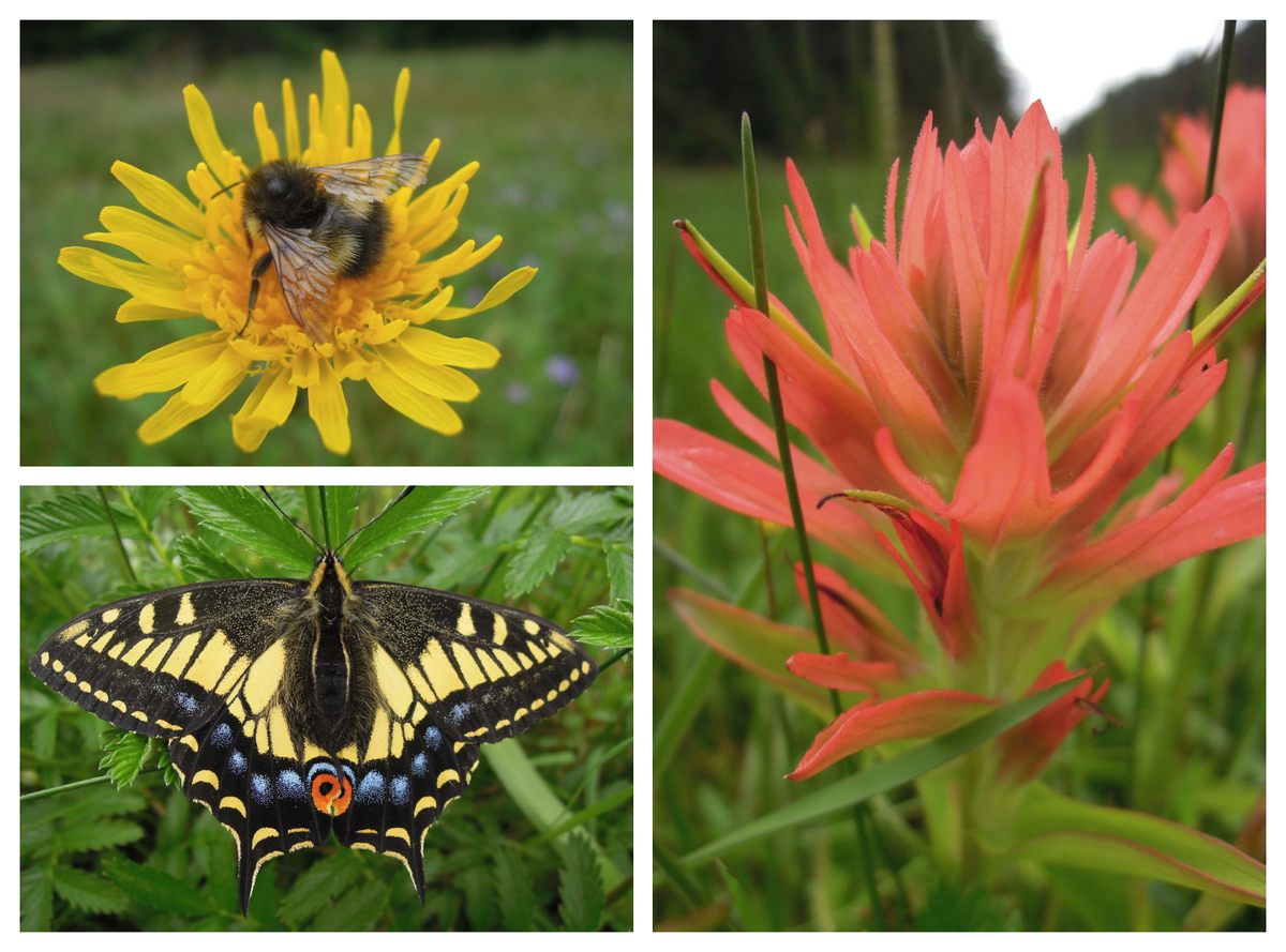 En las parcelas de prueba experimentales enriquecidas con nutrientes derivados del salmón crecieron mayores cantidades de flores silvestres, lo que a su vez atrajo más polinizadores, incluidos una variedad de abejorros y mariposas como esta mariposa cola de anís (abajo a la izquierda).