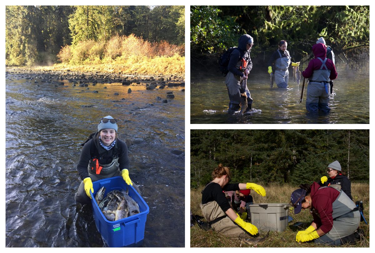 Cada otoño, durante el proyecto de varios años, el equipo de investigación recogió salmones muertos, los llevó a una pradera y luego fijó los cadáveres al suelo en parcelas de prueba que monitorearon el verano siguiente.