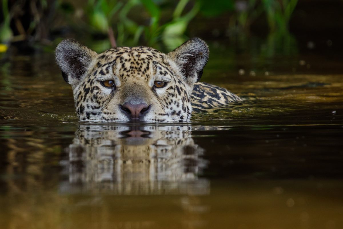 Un jaguar nada en el Pantanal norte de Brasil, donde los grandes felinos suelen cazar caimanes.