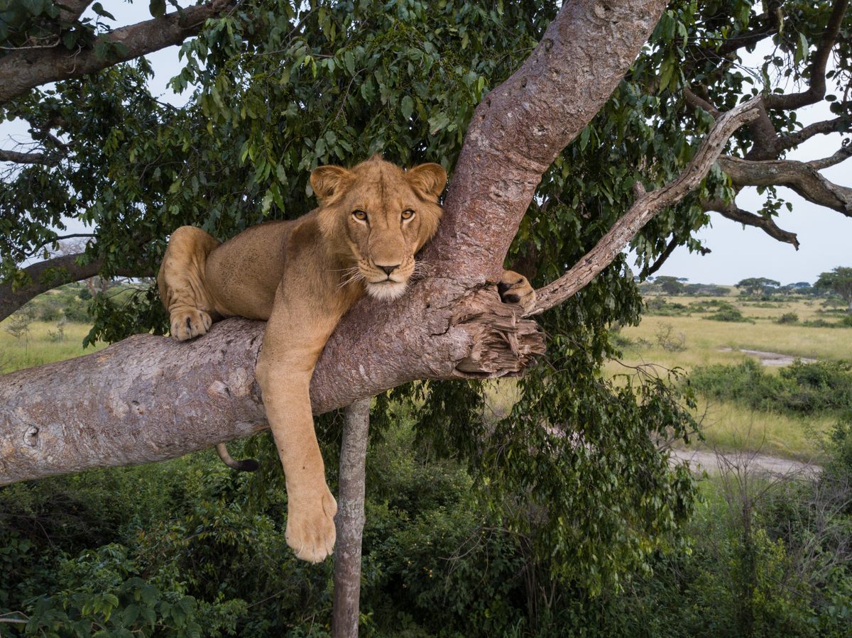 Jacob cuando era más joven. Como muchos leones, él y su hermano Tibu tuvieron que correr grandes riesgos para encontrar recursos y pareja.