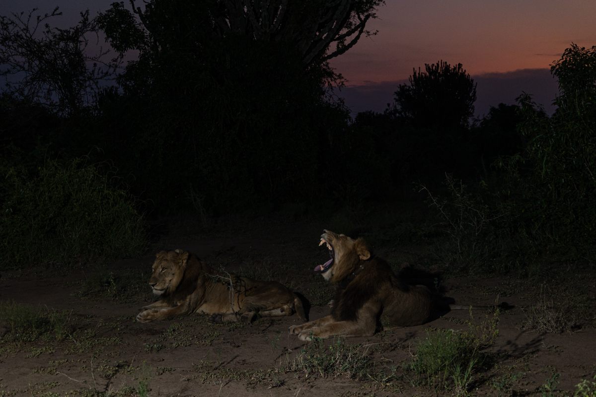 Jacob y Tibu descansando en el Parque Nacional Reina Isabel de Uganda.