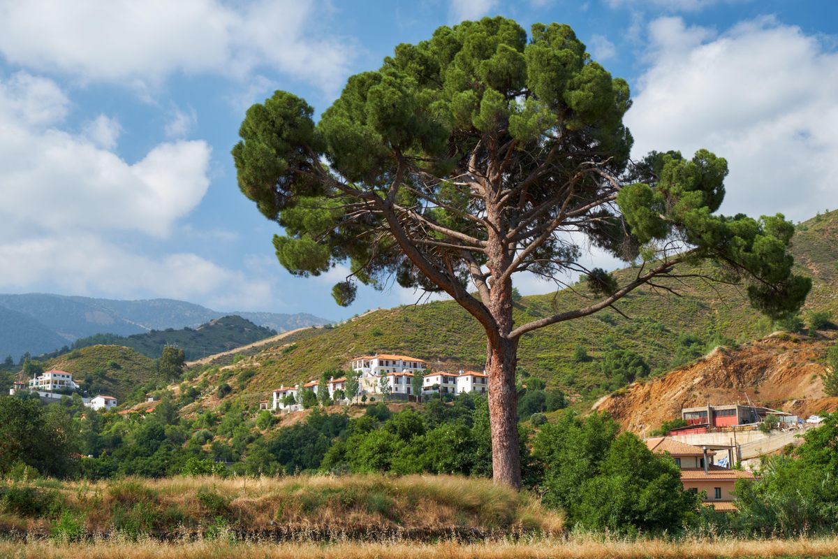 Los pinos de Chipre se encuentran entre las muchas plantas aromáticas locales que se utilizan desde hace mucho tiempo en la industria del perfume de la isla.