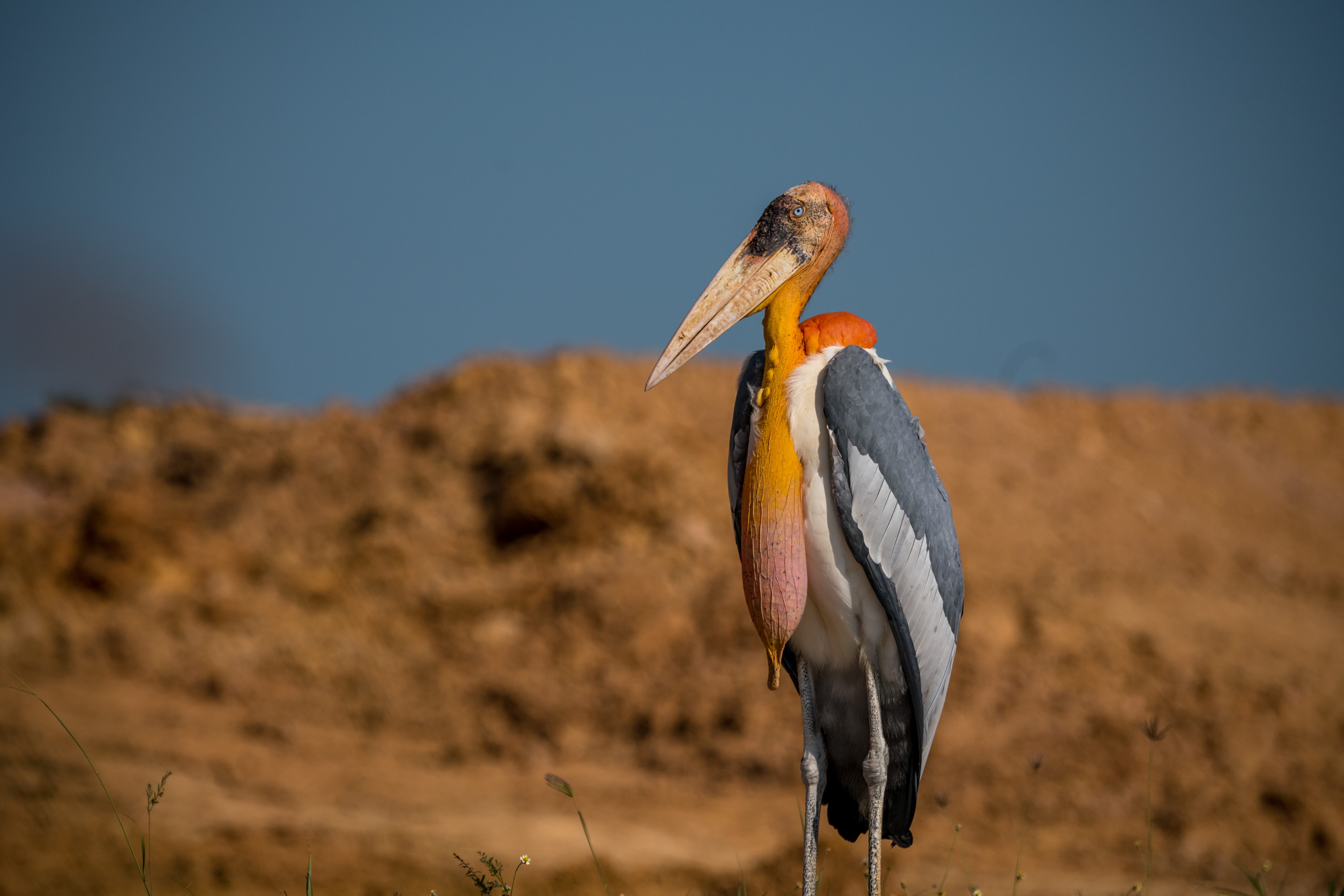 En asamés, a estas aves se las llama hargilas o “tragadores de huesos”, por su capacidad para engullir grandes trozos de comida.