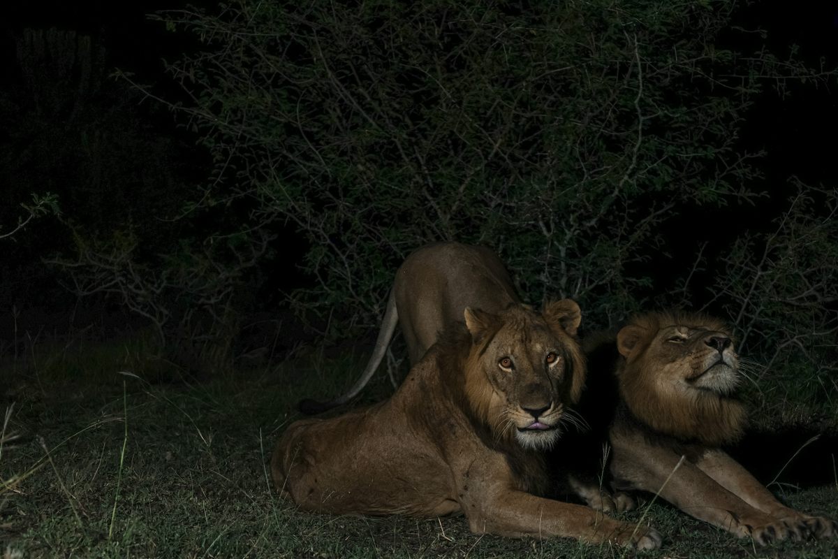 Jacob y Tibu formaron una coalición de dos leones, pero es probable que estén cazando leonas.