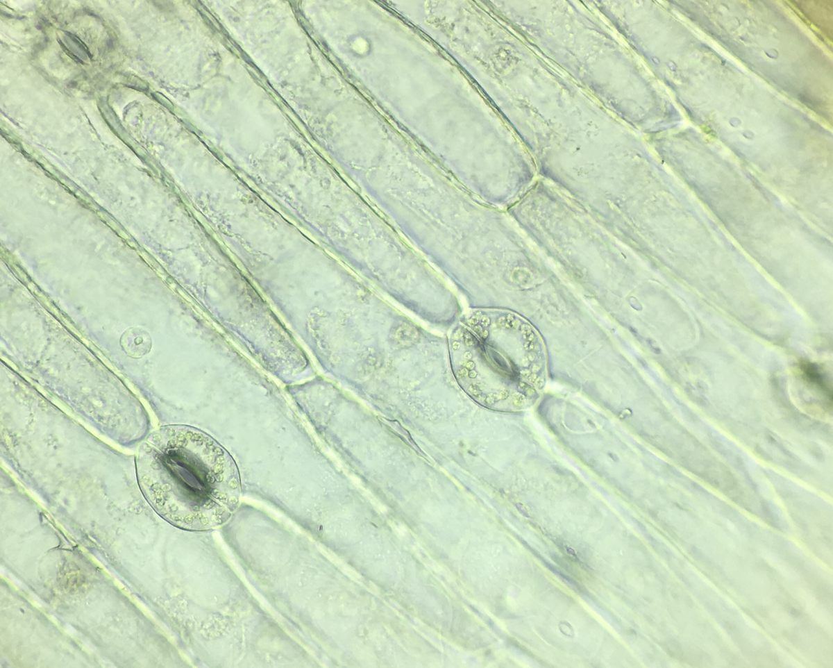 Bajo el microscopio, los estomas pueden parecerse a donas.