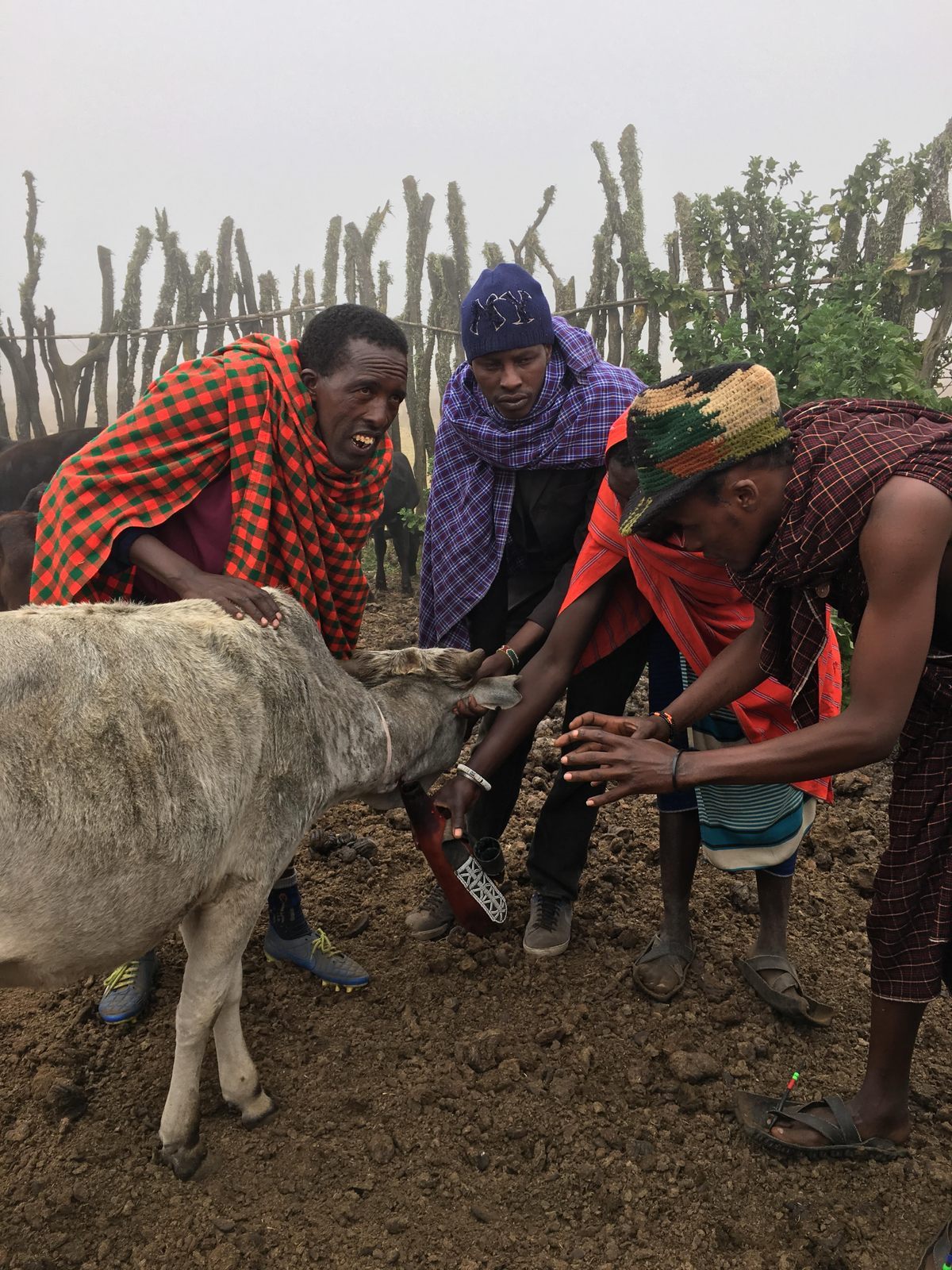 La dieta tradicional de los masai del este de África incluye sangre extraída de ganado aún vivo.