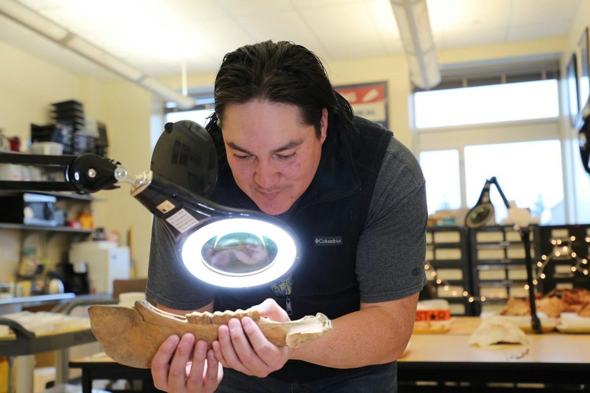 El investigador Chance Ward examina una mandíbula de caballo en un laboratorio de arqueología en Wyoming.