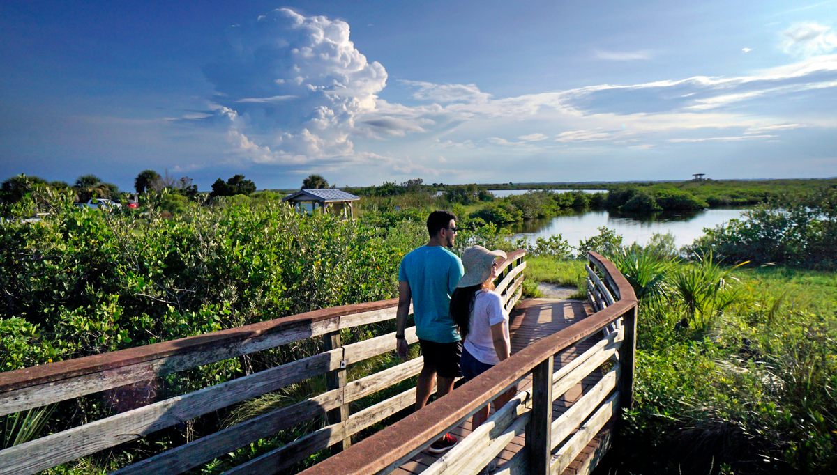 El Refugio Nacional de Vida Silvestre Merritt Island, de 140.000 acres, cuenta con paseos marítimos y vías fluviales para explorar y presenciar una variedad de más de 350 especies de aves. 