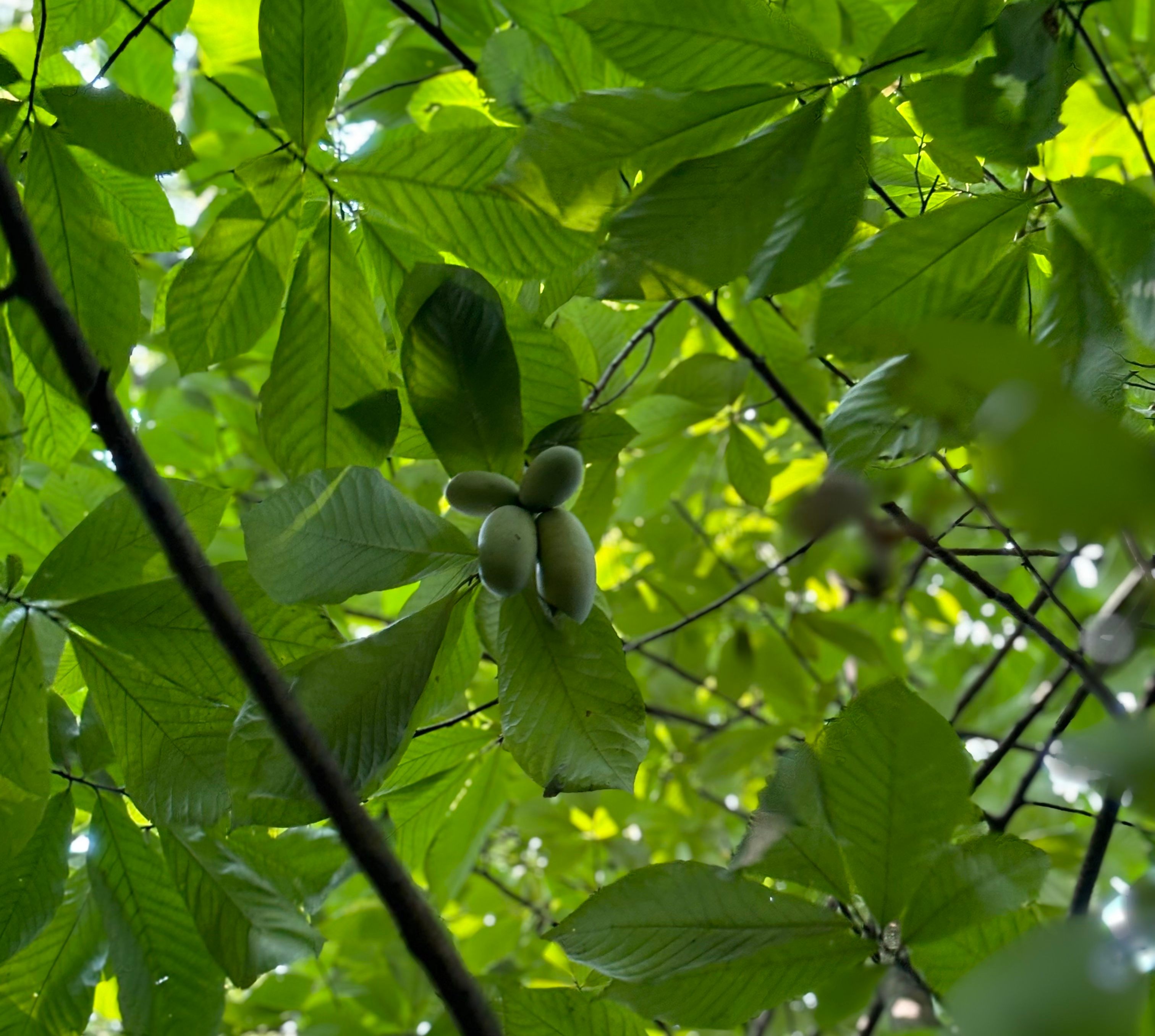 Si una ligera sacudida a un árbol de papaya no hace caer la fruta, todavía no está maduro.