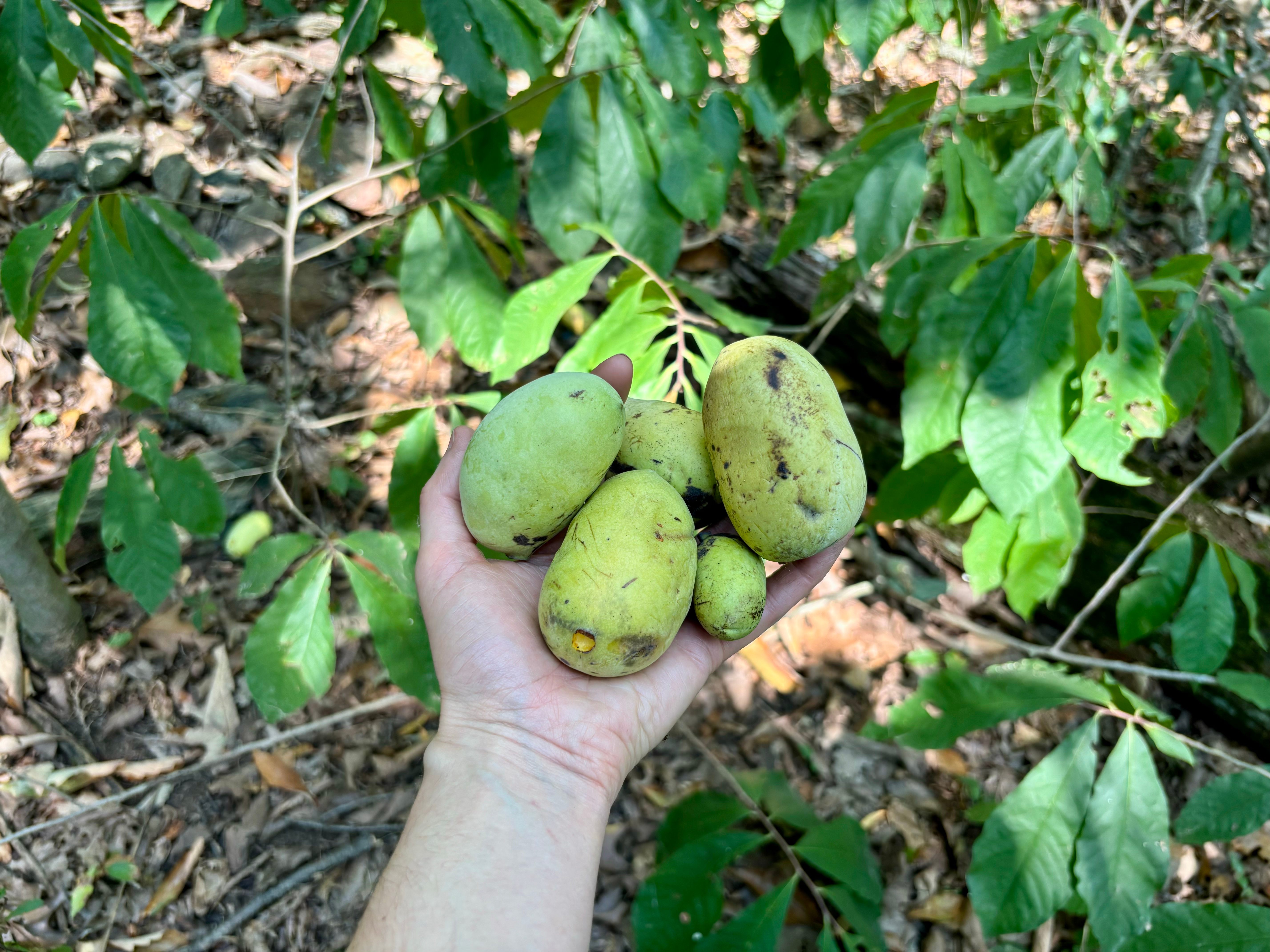 Un puñado de papayas que he recolectado. Puedes ver esas hojas de papaya en forma de lágrima en el fondo.