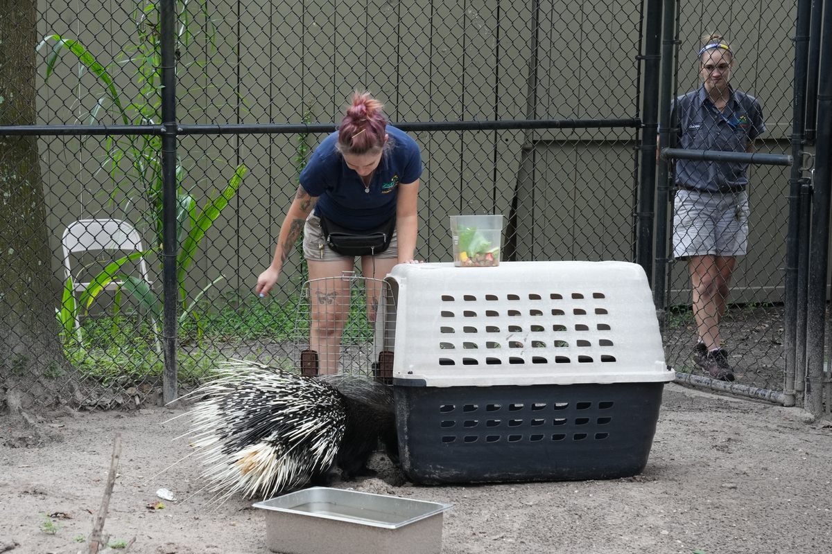 En el Zoológico de Tampa, los empleados trasladan un puercoespín africano llamado Chompers a un transportador antes de que el huracán Milton toque tierra.