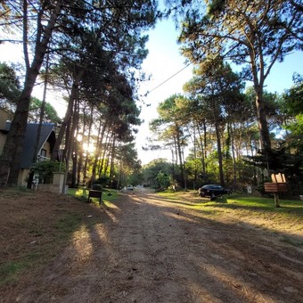 Un bosque de pinos bañado por el mar: conocé el destino de la Costa Atlántica que enamora a todos los turistas