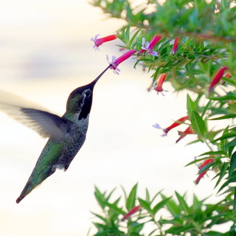 Patio con colibríes: cuál es la planta clave que tenés que tener para atraerlos